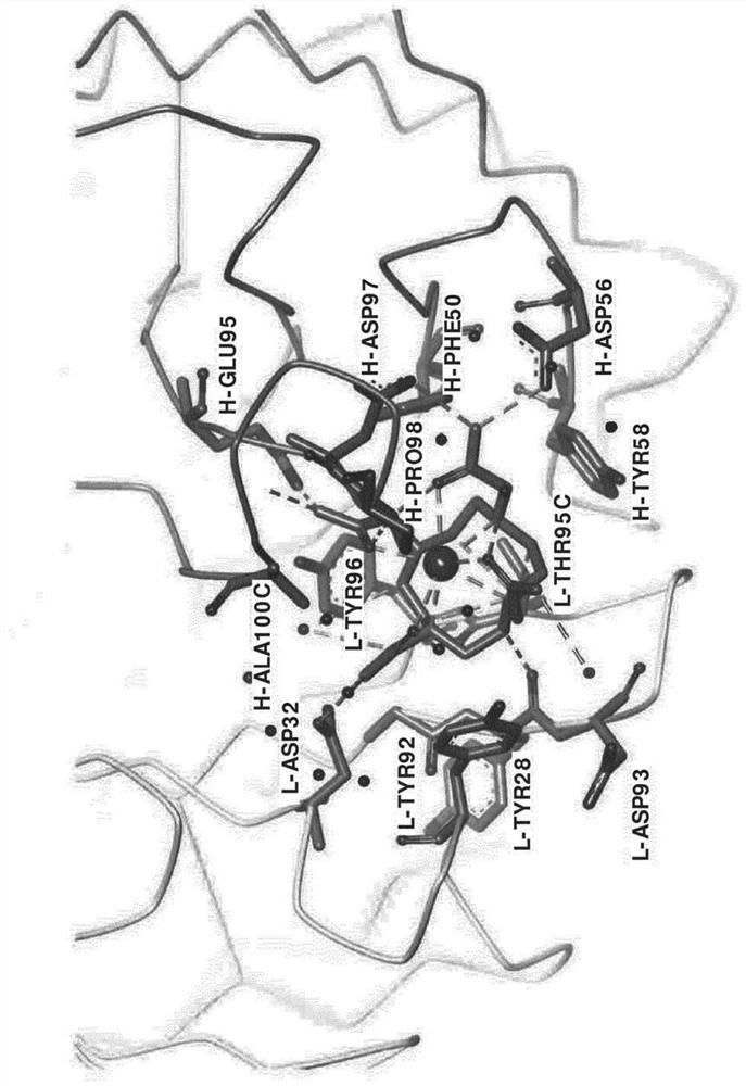 Antibodies for chelated radionuclides
