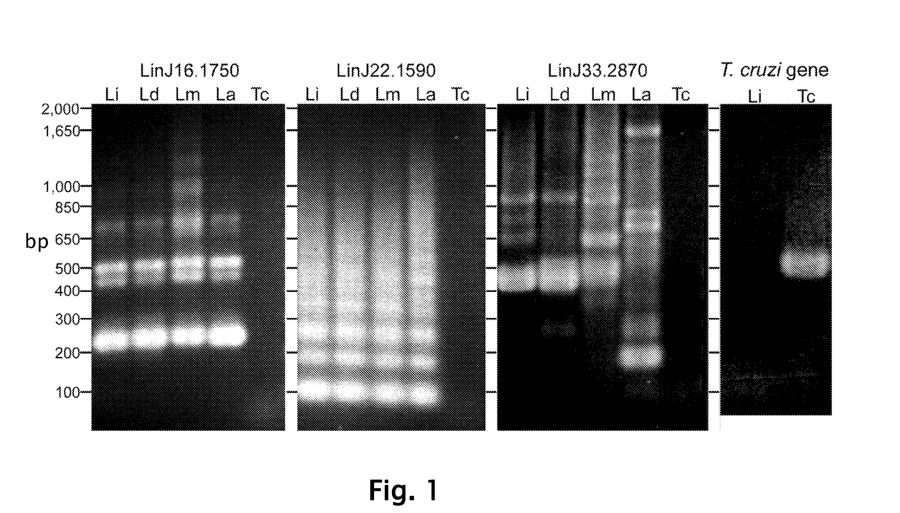Compounds and Methods for Diagnosis and Treatment of Leishmaniasis