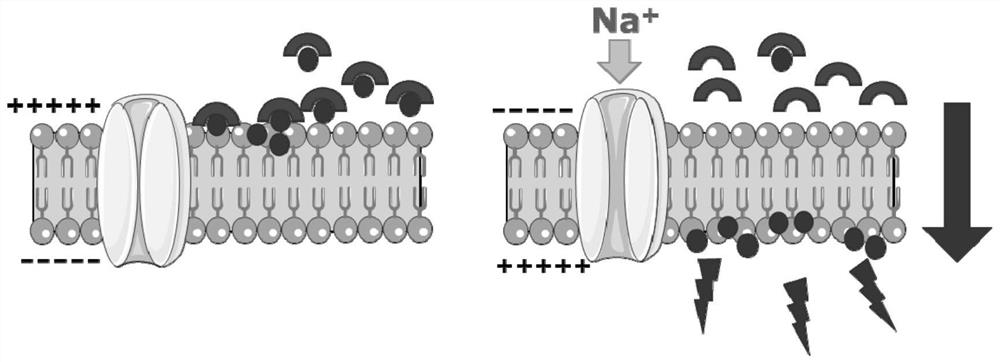 Rapid fluorescence screening method for marine neurotoxin based on sodium ion channel Nav1.1