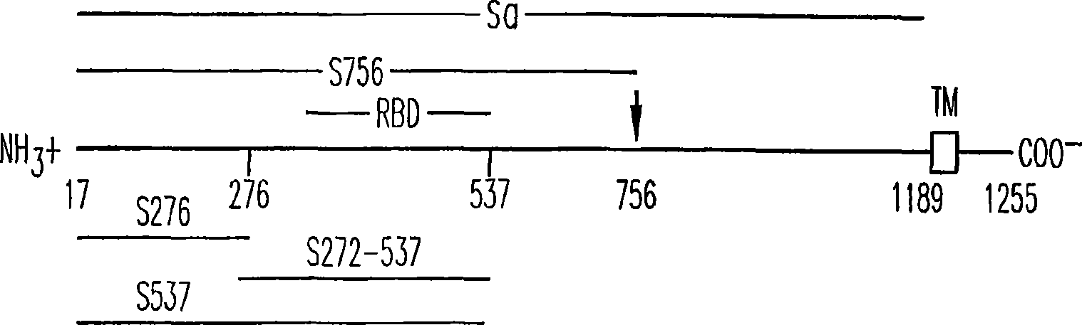 Soluble fragments of the SARS-cov spike glycoprotein