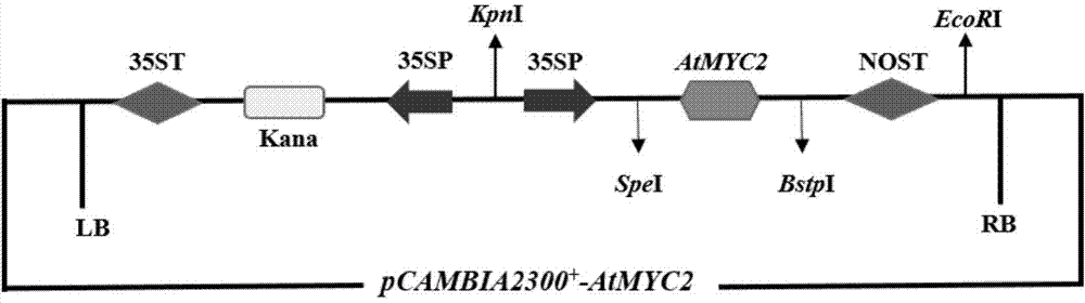 Method for increasing contents of tanshinone and salvianolic acid in salvia miltiorrhiza hairy root by using transgene AtMYC2