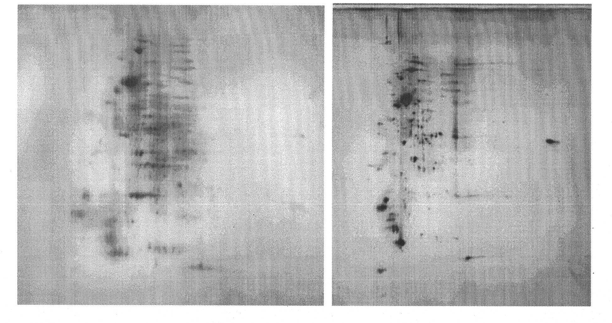 Method for accumulating cotton phosphorylated protein