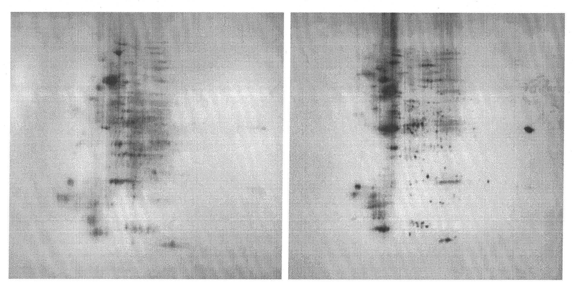 Method for accumulating cotton phosphorylated protein