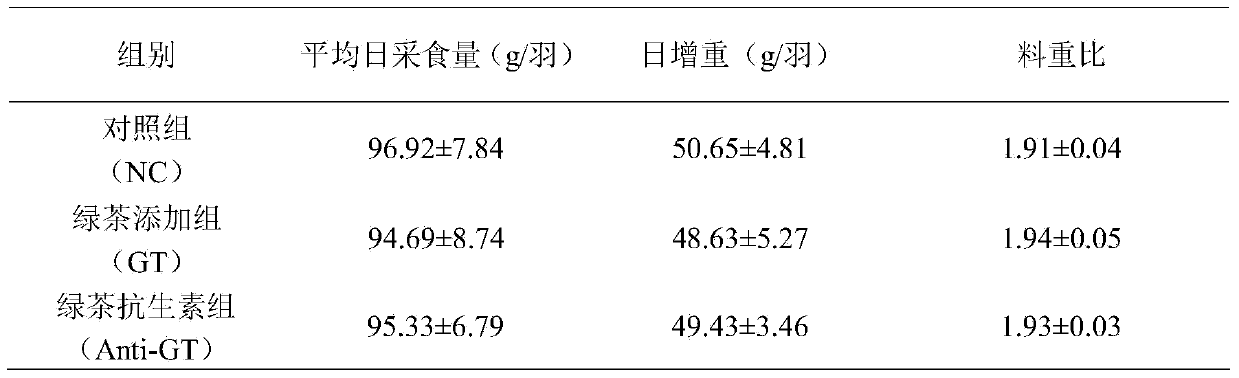 Green tea composite chicken feed additive capable of enhancing immunity of chickens