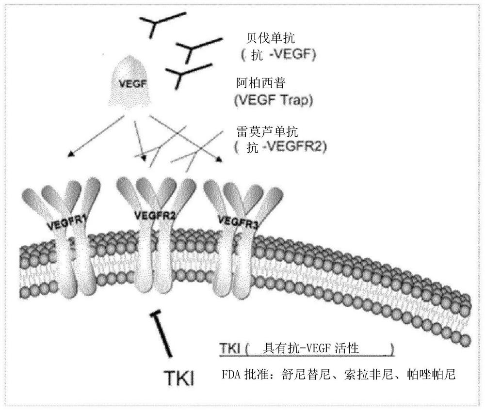 Vascular endothelial growth factor fusion protein