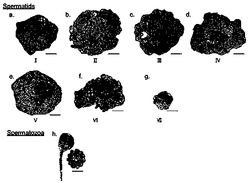 Cytology division method of scophthalmus maximus spermiogenesis phase