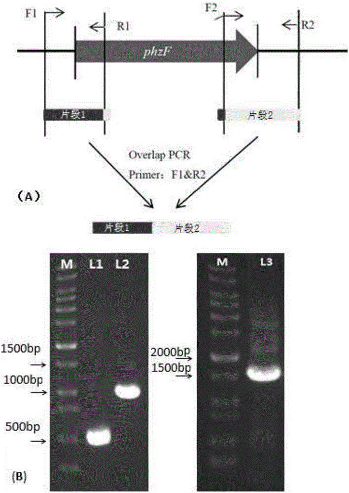 Genetic engineering strain for producing DHHA (2,3-dihydro-3-hydroxyanthranilic acid) and application thereof