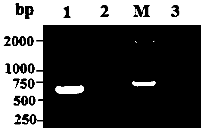 Electrotransformation method of isolated chloroplast of cucumis stativum