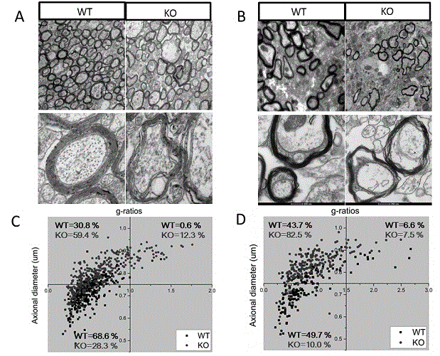 New application of dcf1 gene