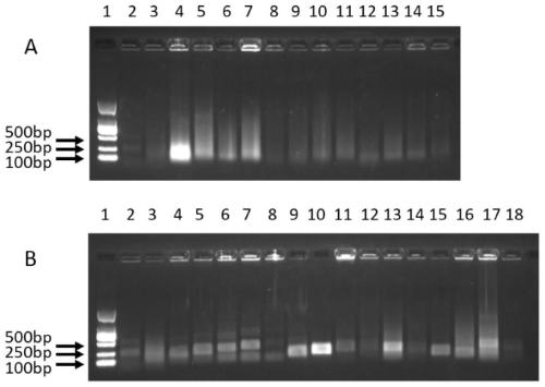 RPA primer composition and method for detecting shiga toxin-producing Escherichia coli