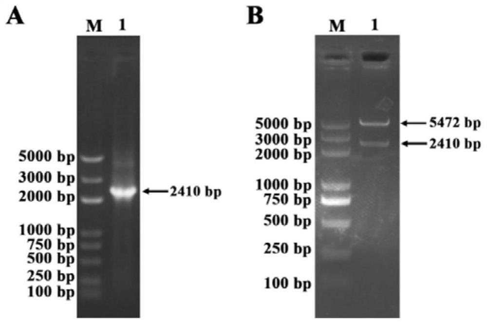 PCV2 strain with GAS-like motif mutation as well as preparation method and application of PCV2 strain