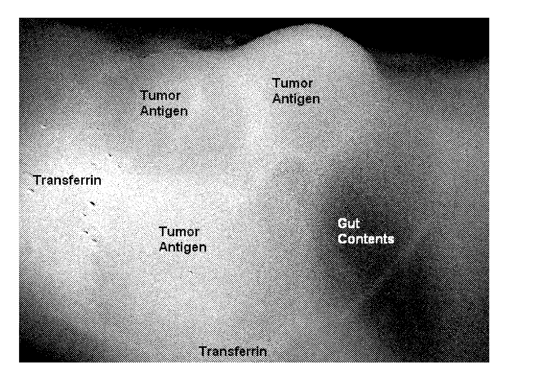 Methods and reagents for in vivo imaging of cancer cell lines