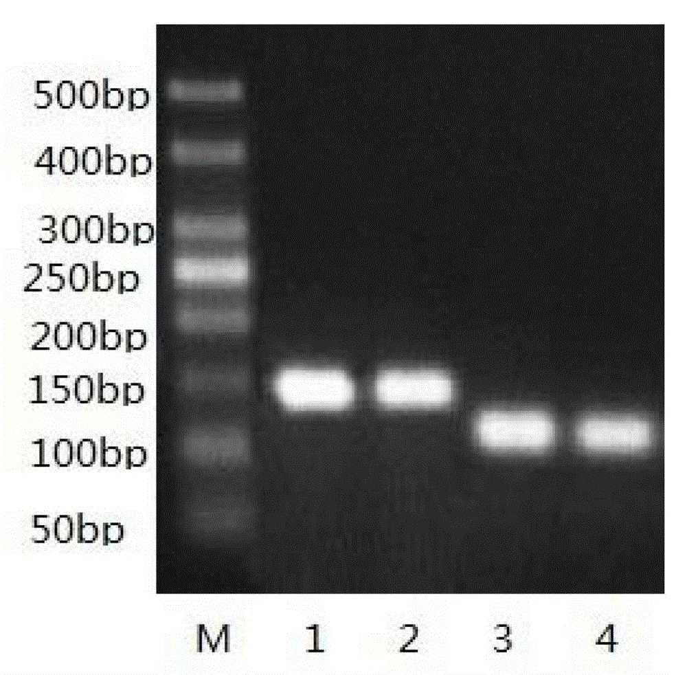 A Molecular Marker and Special Primers Used to Identify the Restorer Line of Cytoplasmic Male Sterile Line of Common Wild Rice in Yuanjiang, Yunnan