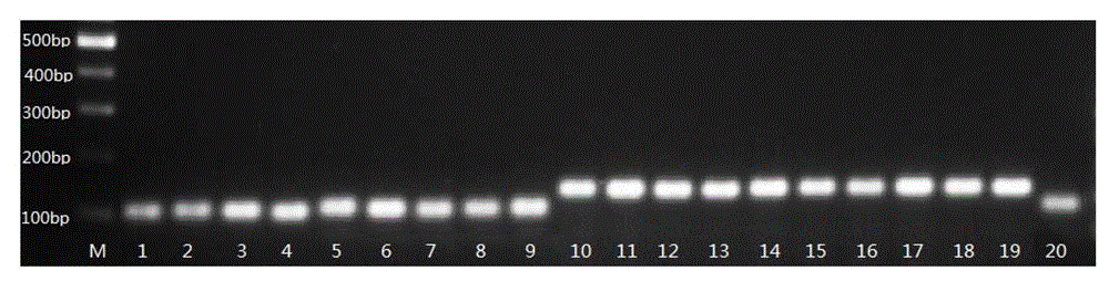 A Molecular Marker and Special Primers Used to Identify the Restorer Line of Cytoplasmic Male Sterile Line of Common Wild Rice in Yuanjiang, Yunnan