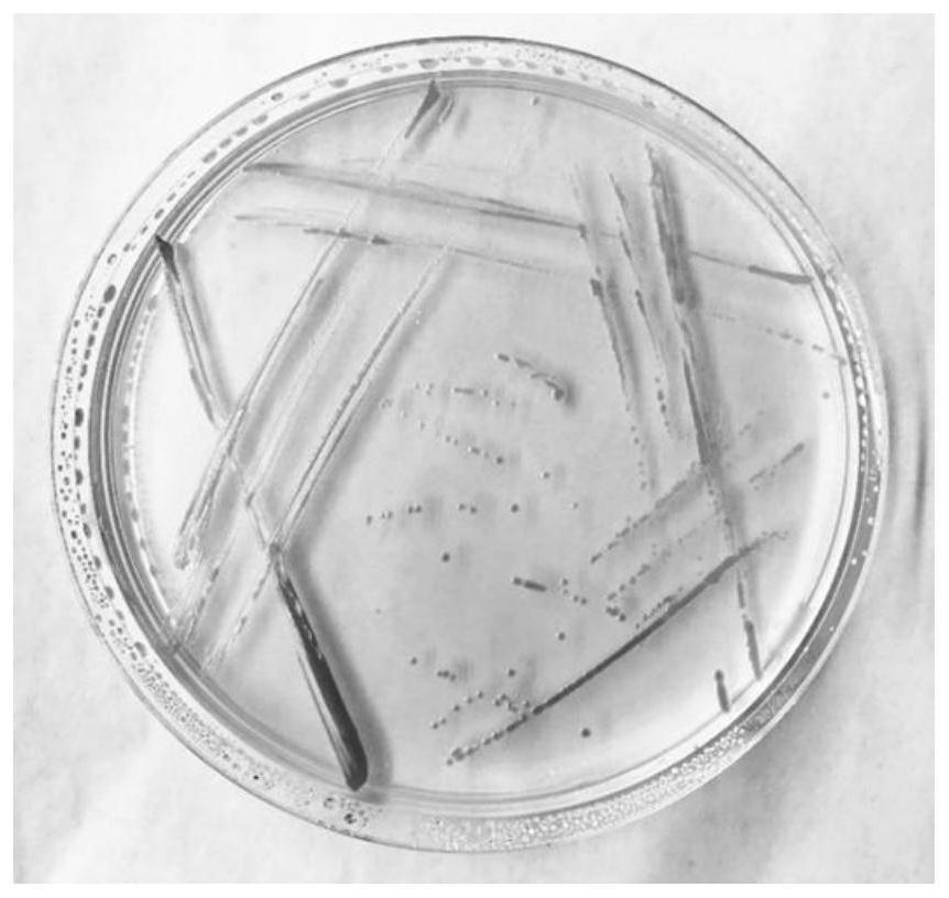 A kind of Methylobacterium rosenbergii m520 and its application