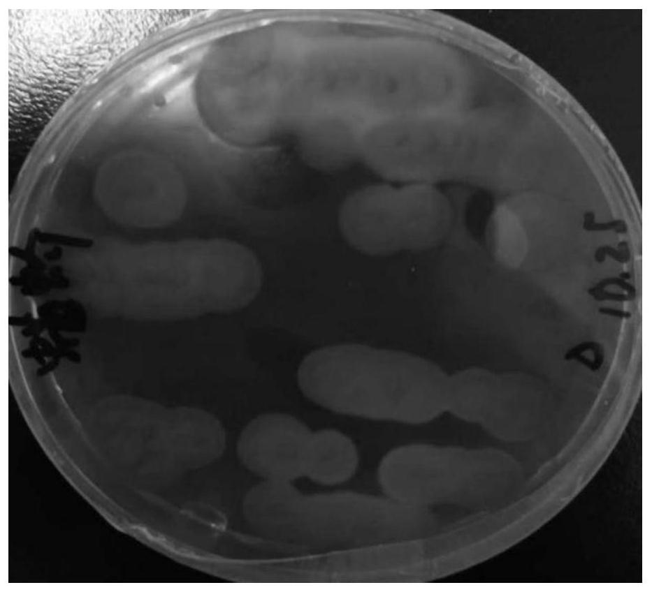 A Lecanococcus spp. capable of inhibiting Fusarium pathogenic bacteria and its application