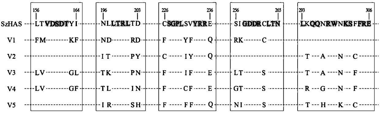 A mutant of hyaluronan synthase and its application