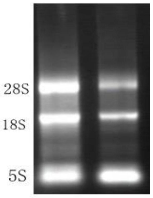 Cloning expression and polyclonal antibody preparation of black-headed gull IFN alpha protein