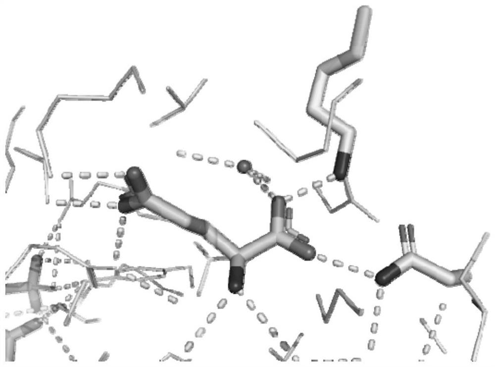 A kind of glutamate dehydrogenase mutant and its application