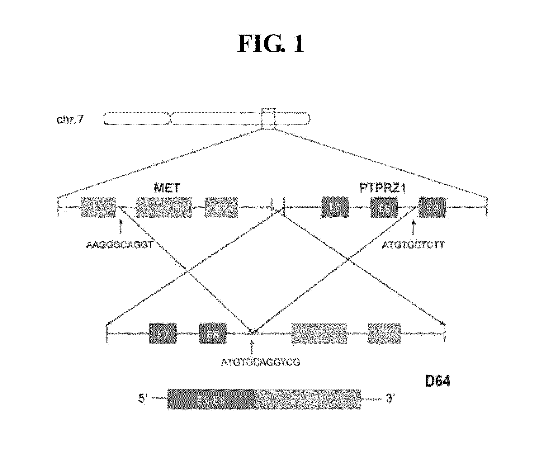 Artificial synthetic cdna and method for detecting secondary glioblastoma