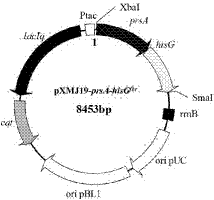 L-histidine production method and special recombinant bacteria