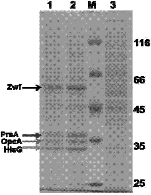 L-histidine production method and special recombinant bacteria