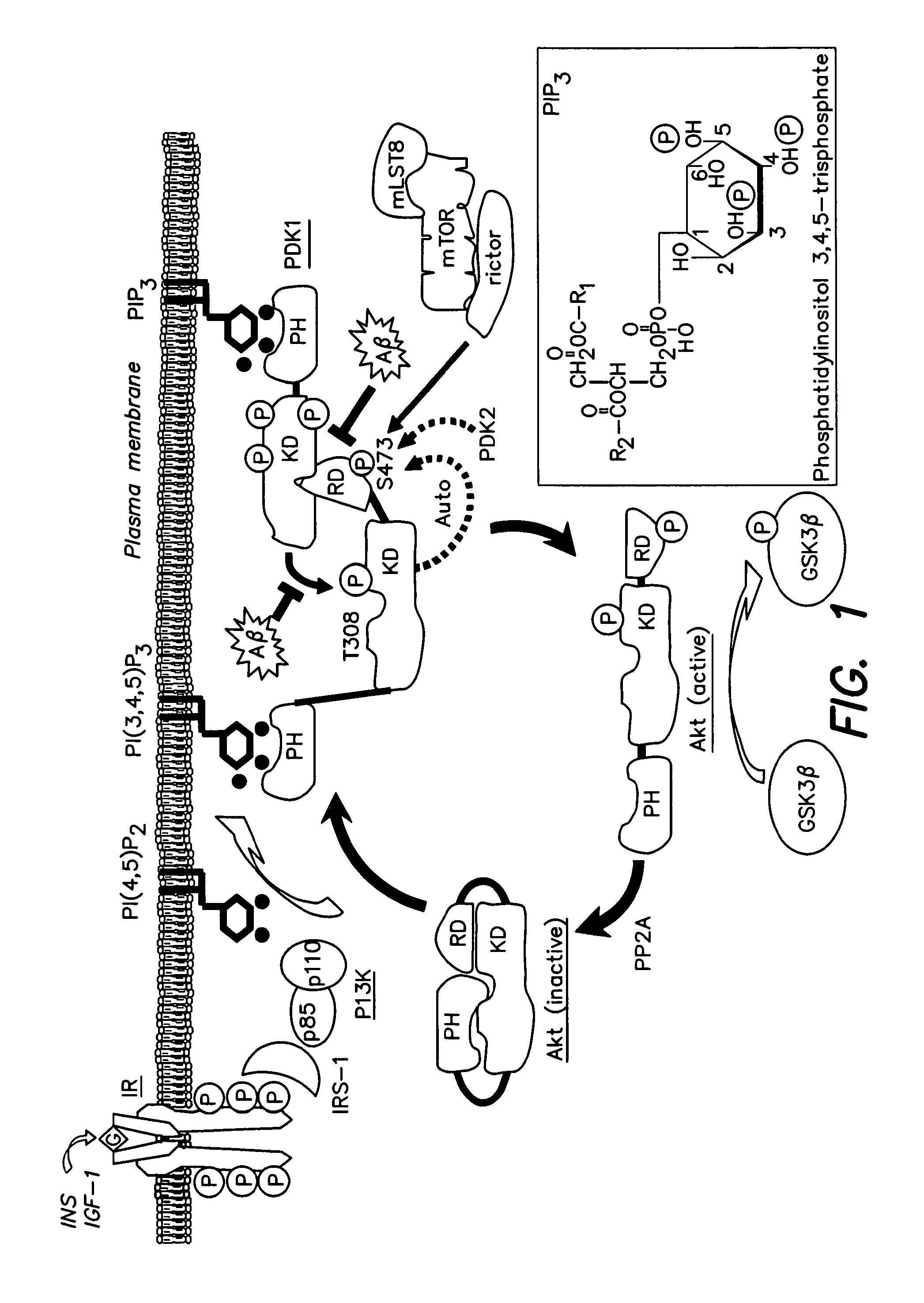 Methods and compositions for treating alzheimer's disease
