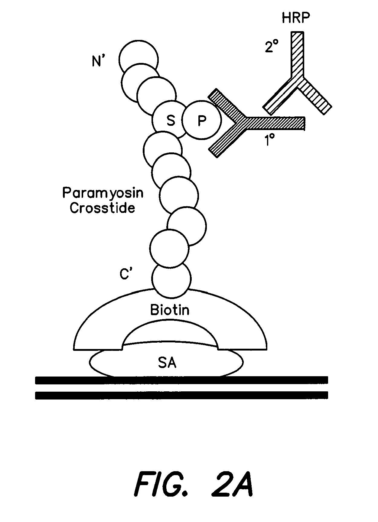 Methods and compositions for treating alzheimer's disease
