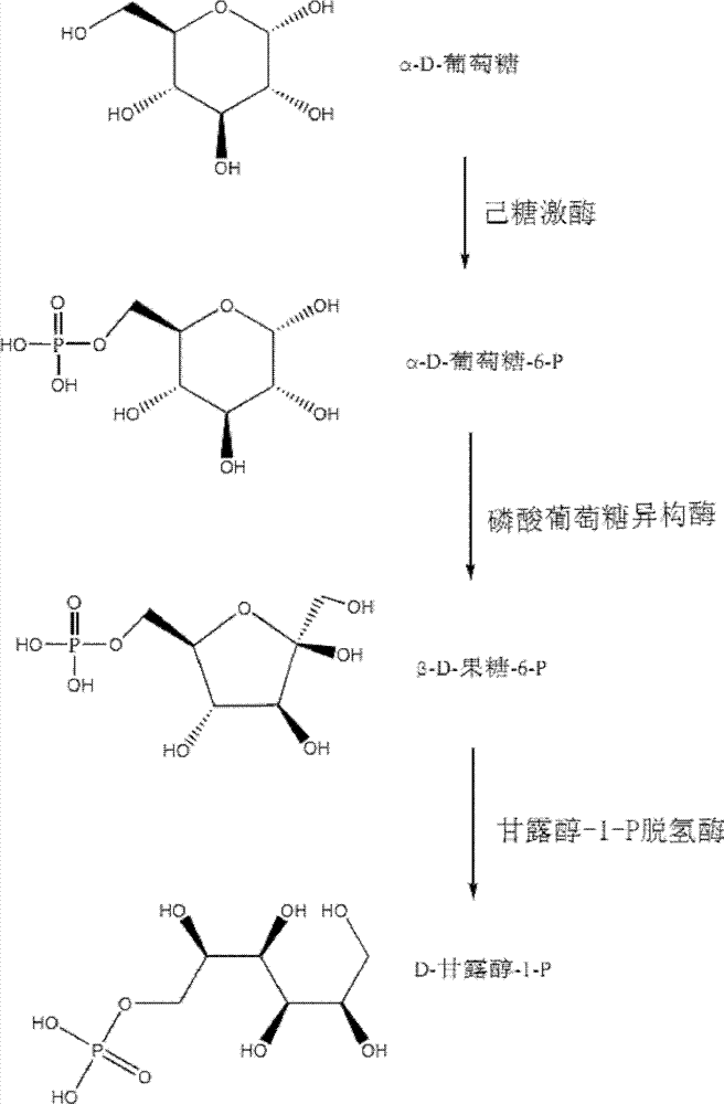 Relevant enzymes for preparing mannitol by performing anabolism on Chinese caterpillar fungus and hirsutella sinensis, gene and application thereof