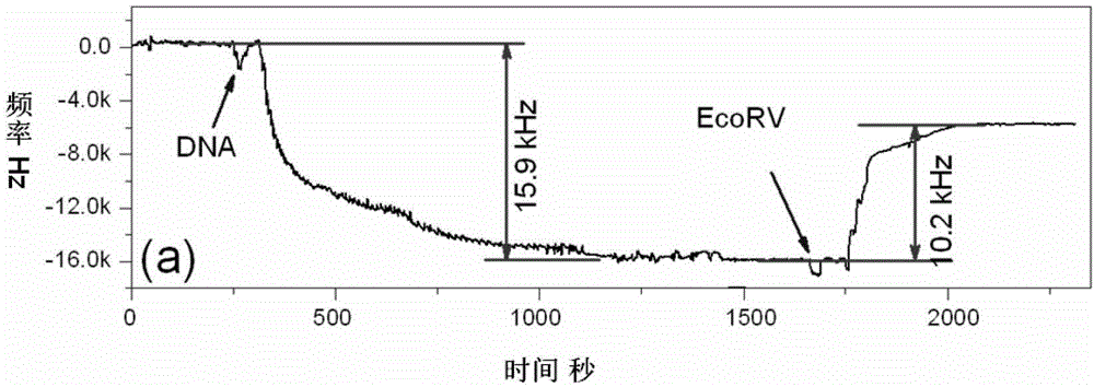 Quality sensor for gene detection as well as preparation method and application of quality sensor