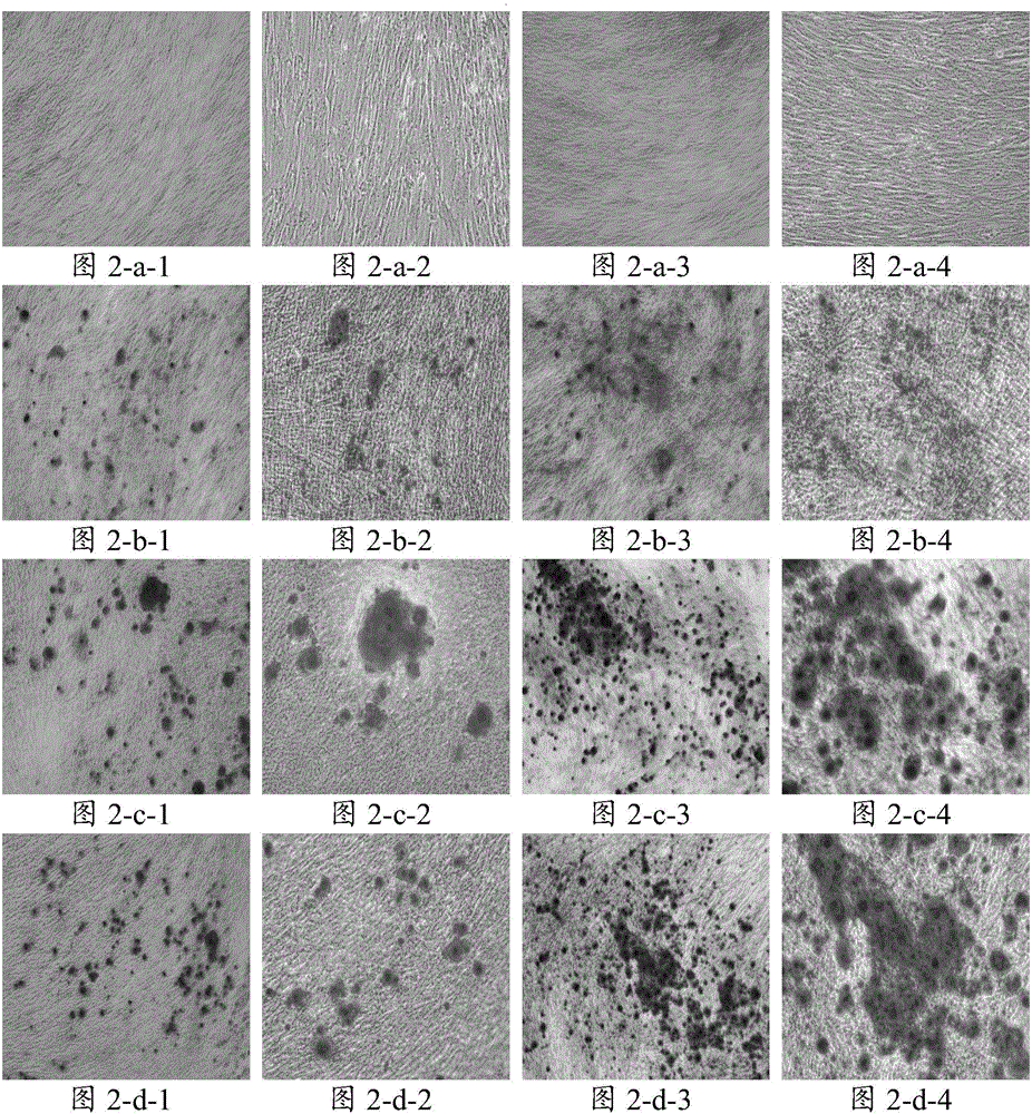Cell culture fluid, application thereof and method for inducing bone cell differentiation of skeletal muscle stem cells