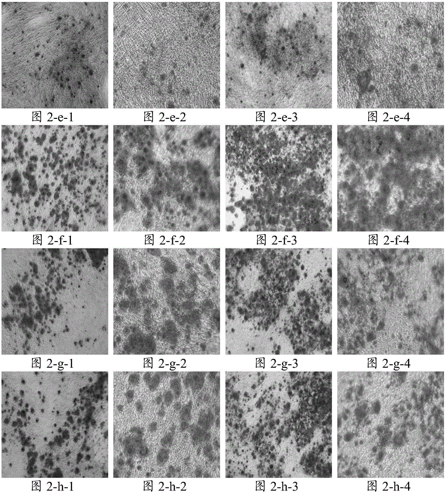 Cell culture fluid, application thereof and method for inducing bone cell differentiation of skeletal muscle stem cells