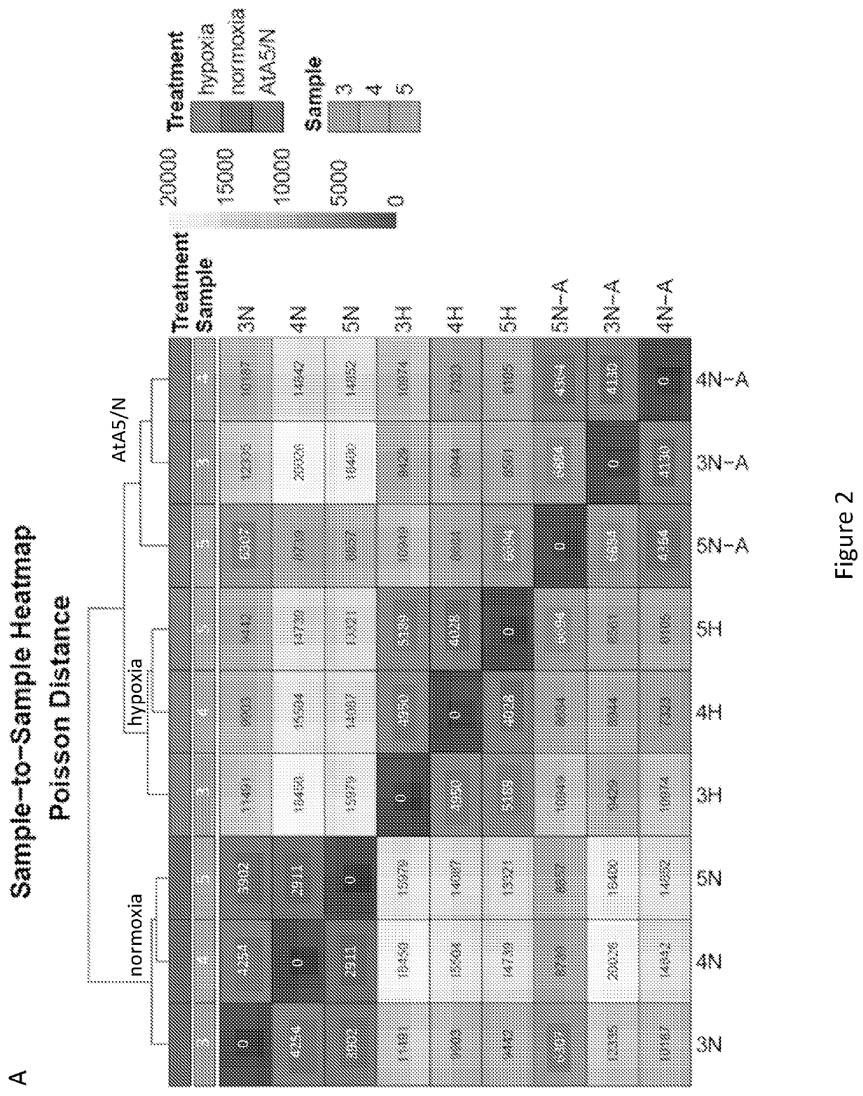 Targeting mitochondrial complex ii to reduce effects of chronic hypoxia