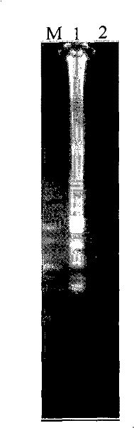 Schistosome infectious oncomelania detection kit and detection method thereof