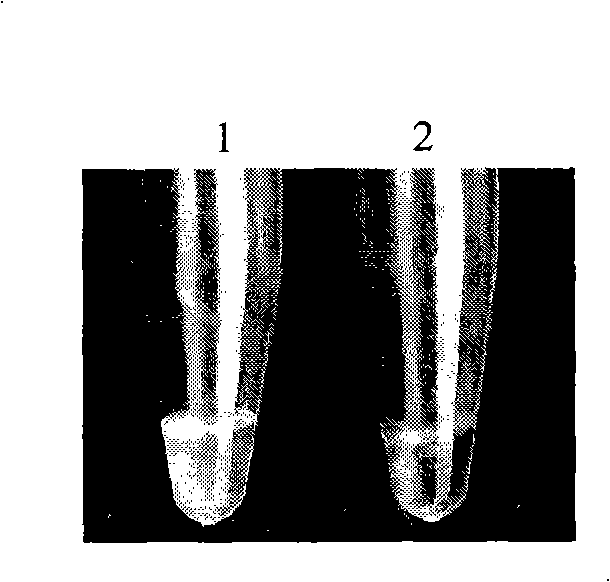 Schistosome infectious oncomelania detection kit and detection method thereof