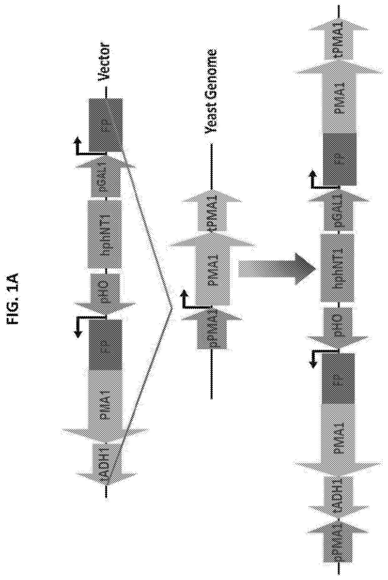 High-Throughput Screening Platform for Longevity Genes and Anti-Aging Drugs