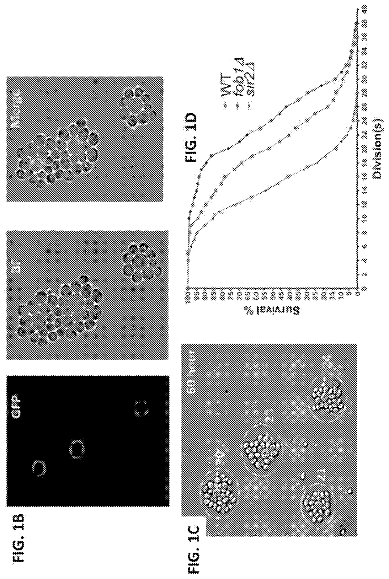 High-Throughput Screening Platform for Longevity Genes and Anti-Aging Drugs