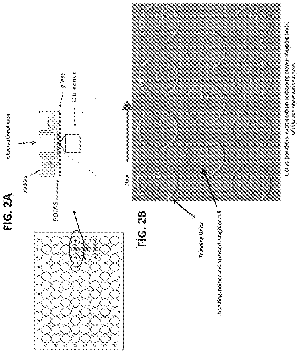 High-Throughput Screening Platform for Longevity Genes and Anti-Aging Drugs