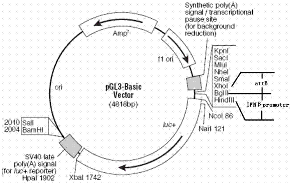 A mouse model capable of in vivo imaging monitoring of NF-κB activity in the liver and its construction method