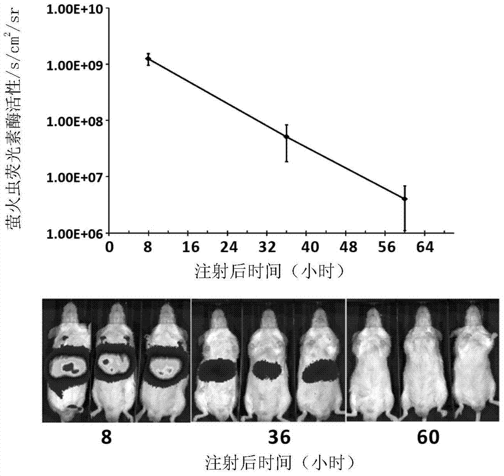 A mouse model capable of in vivo imaging monitoring of NF-κB activity in the liver and its construction method