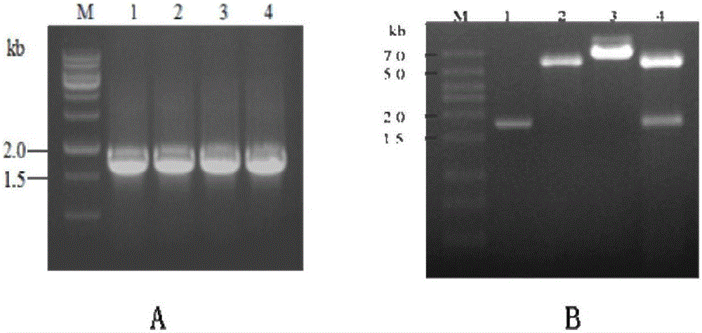 Construction and application of strains of over-expression Tm-AHAS-CSU