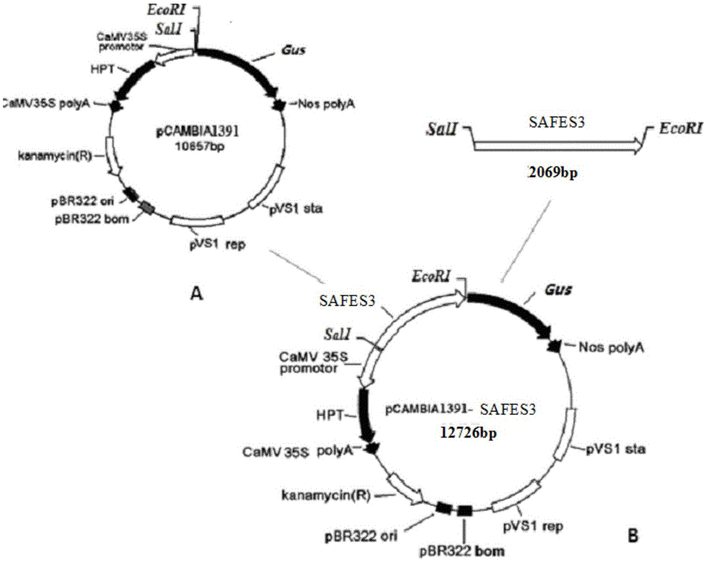 Rice non-endosperm expression promoter SAFES3 and application thereof
