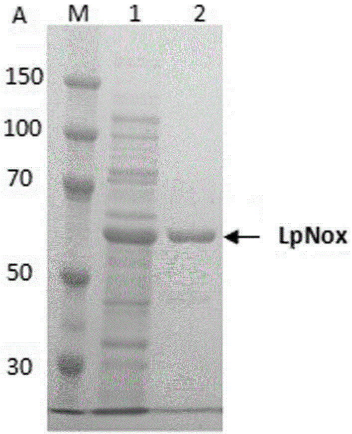 Water type NADH oxidase of reproducible coenzyme NAD+ and encoding gene and application thereof