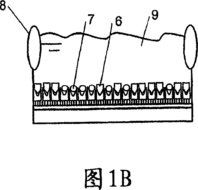 Biosensors for detecting bond rupture