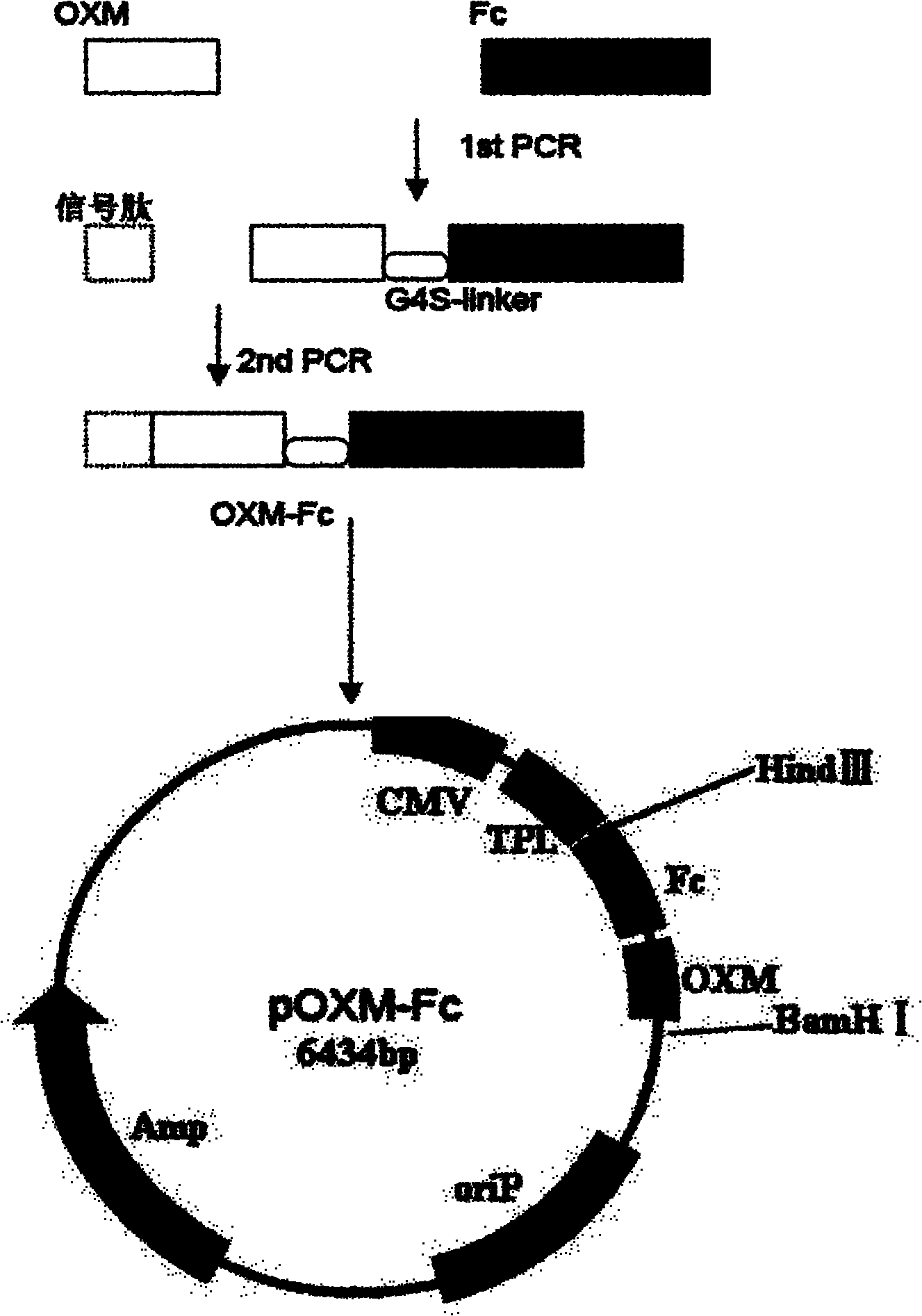 Recombinant oxyntomodulin (OXM) fusion protein, and preparation and application thereof