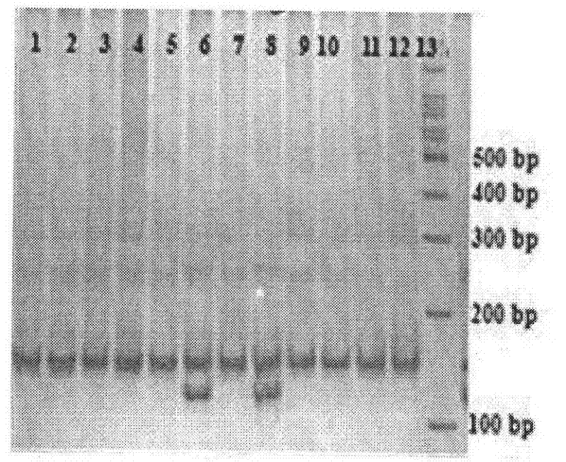 Method for effectively and quickly detecting high reproductive trait of sheep through BMP15 gene