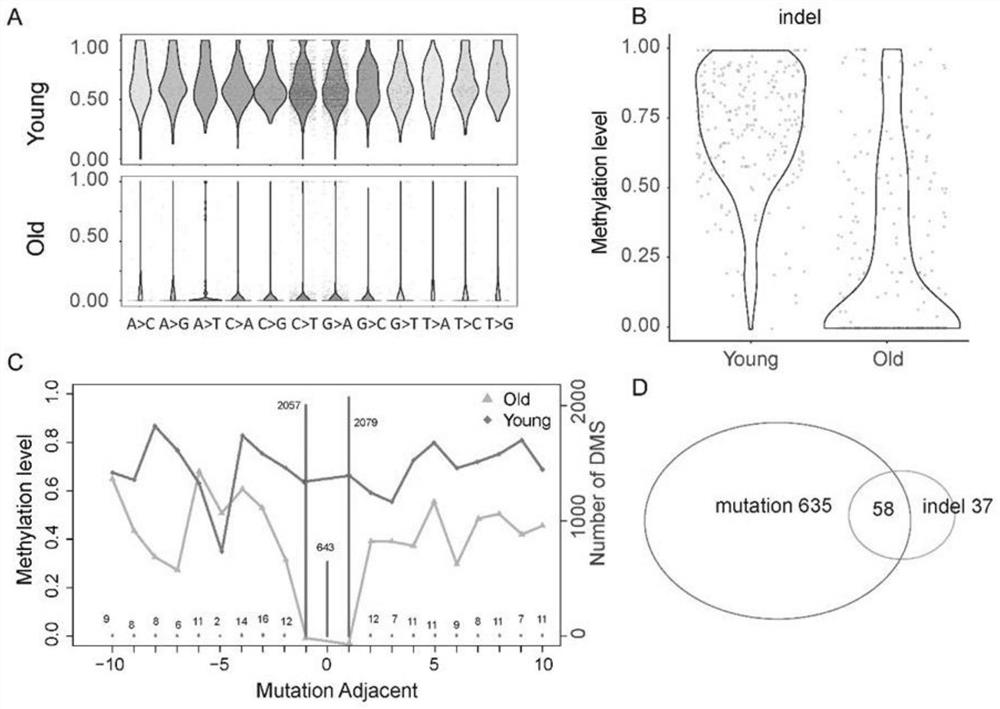 Method for judging aging degree based on gene mutation and DNA methylation characteristics