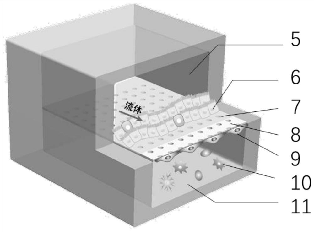 Novel coronavirus intestinal infection model construction method based on micro-fluidic chip