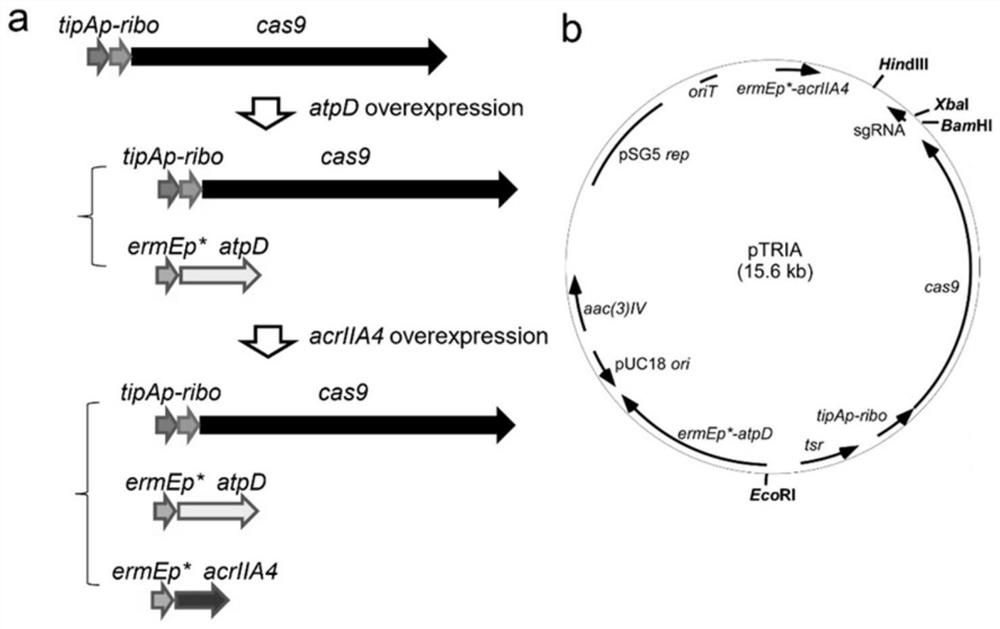 A method for enhancing genome editing efficiency of Streptomyces and its application