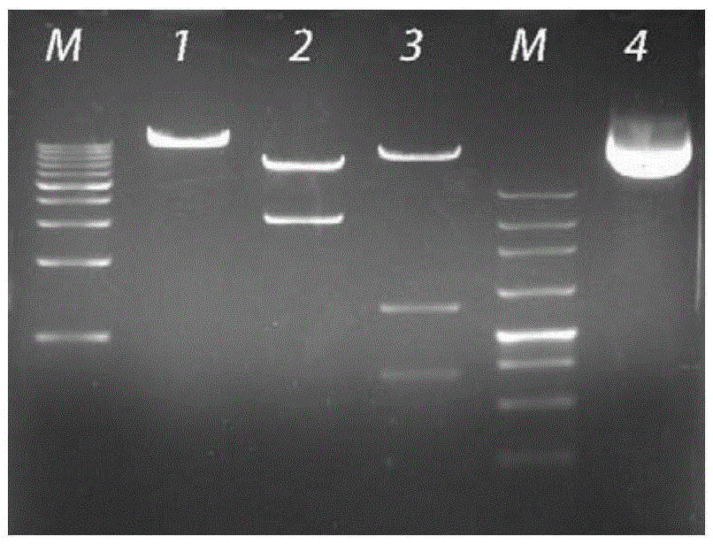 CRISPER-Cas9-system-mediated sheep MSTN (myostatin) gene knock-out and exogenous gene site-specific integration method